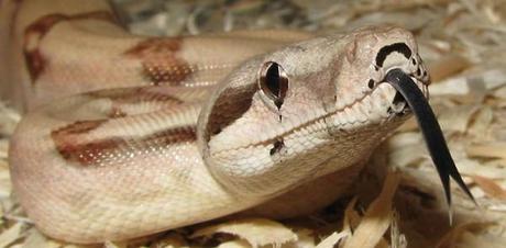 boa zoo di napoli