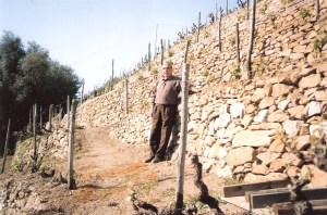 enzo nelle sue vigne