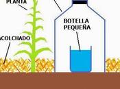 Tecnica irrigazione acqua salata provenienza marina acque salmastre