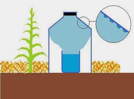 Tecnica di irrigazione con acqua salata di provenienza marina o con acque salmastre