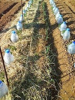 Tecnica di irrigazione con acqua salata di provenienza marina o con acque salmastre