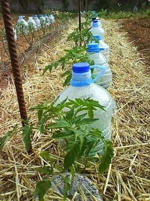 Tecnica di irrigazione con acqua salata di provenienza marina o con acque salmastre