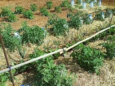 Tecnica di irrigazione con acqua salata di provenienza marina o con acque salmastre