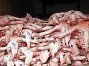 Arroganti hanno motivo