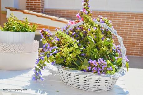 Salvia Officinalis- shabby&countrylife.blogspot.it