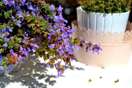 La bella e buona Salvia Officinalis  [ Infusi & Decotti] - shabby&countrylife.blogspot.it