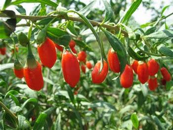 Tutti in forma con le bacche di goji, i frutti gustosi, nutrienti e salutari