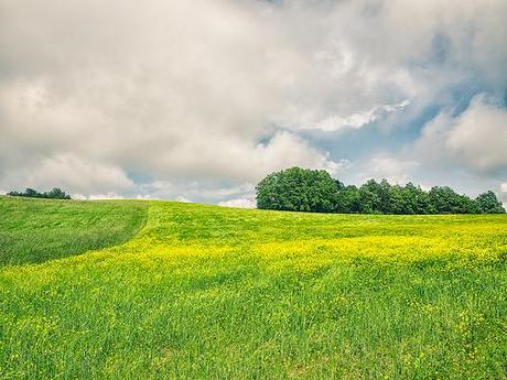 Yellow and Green in Camerana #03