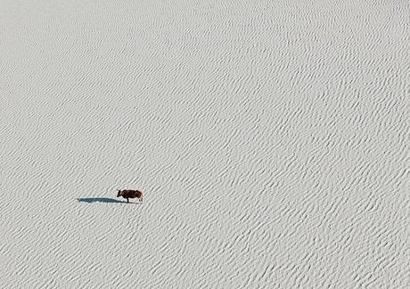 Botswana a 150 metri d'altezza Botswana a 150 metri d'altezza