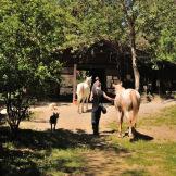 Sole e natura: a cavallo sulle colline pistoiesi con Sportboom