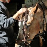 Sole e natura: a cavallo sulle colline pistoiesi con Sportboom