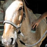 Sole e natura: a cavallo sulle colline pistoiesi con Sportboom