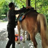 Sole e natura: a cavallo sulle colline pistoiesi con Sportboom