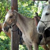 Sole e natura: a cavallo sulle colline pistoiesi con Sportboom