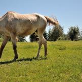 Sole e natura: a cavallo sulle colline pistoiesi con Sportboom