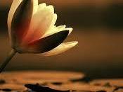 Codrignano: morto sbranato cane parrucchiere