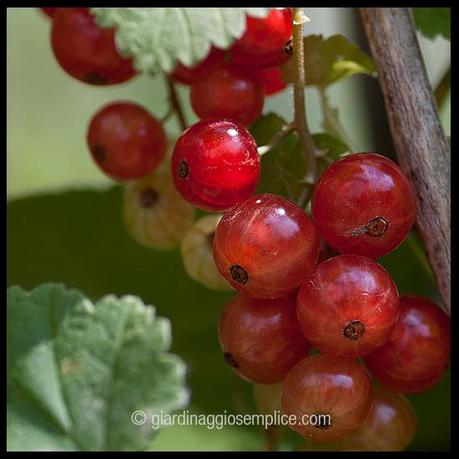 Ribes rosso