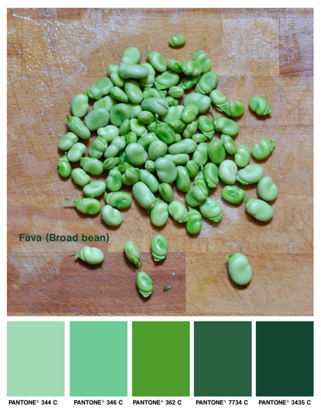 foodcolors, colors, fava, fave, board beans, fava beans, green, verde