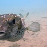 Dahab, l’oro sommerso d’Egitto