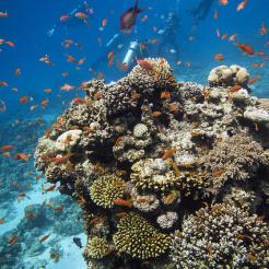 Dahab, l’oro sommerso d’Egitto