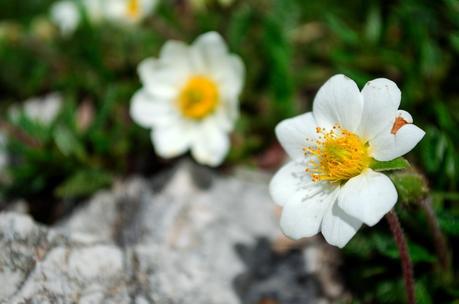 MONTE VOGEL : da Tolminske Ravne