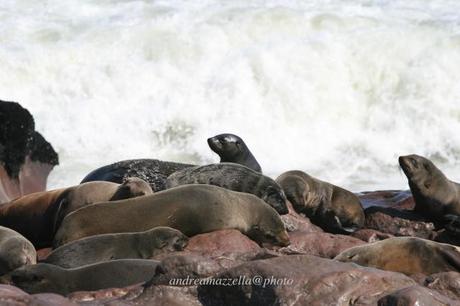 Namibia_ocean_otarie