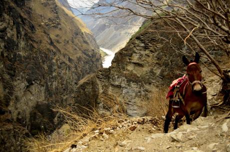 Trekking sul Tiger Leaping Gorge, Yunnan