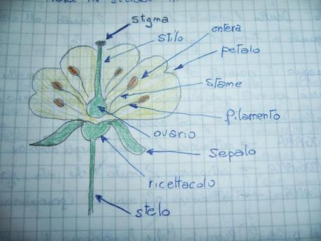 Botanica: le parti che compongono il fiore