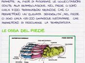 L'anatomia piede