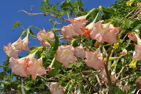 NOSTALGIE DI TE  .... e Fiori I di Casa mia  ... a presto