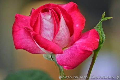 NOSTALGIE DI TE  .... e Fiori I di Casa mia  ... a presto