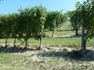 vigneto madonna della neve