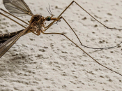 Malaria: rimedio fermarla ammalare zanzare