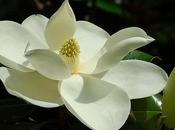Cotolette Fiori Magnolia