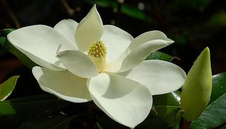 magnolia_