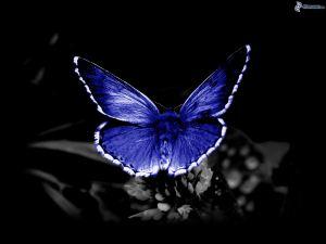 farfalla blu 154643