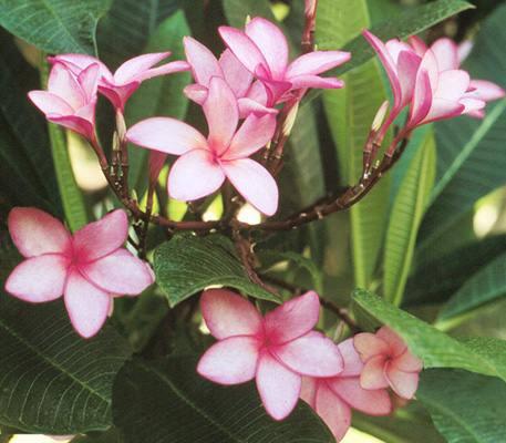 1plumeria_rubra