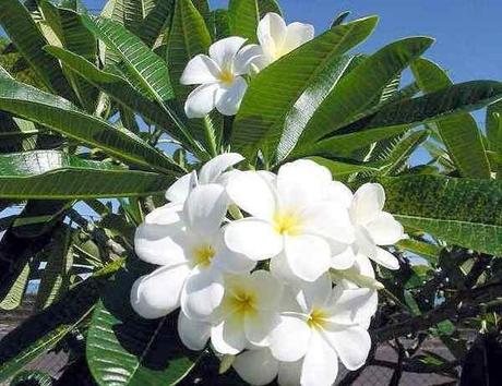 plumeria_acutifolia