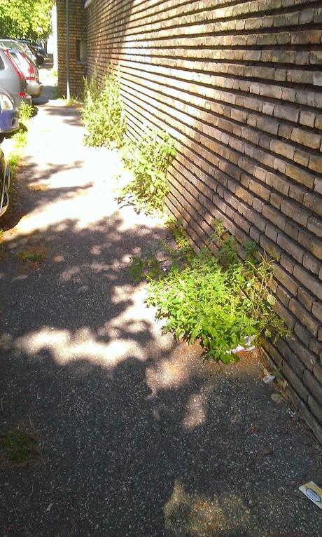 Via dei Frentani. Le prove provate di una strada centralissima che non viene pulita da cento giorni. Ormai la spazzatura è fossile, presto protetta dalla Sovrintendenza?