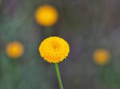 Leucanthemum discoideum, fiore senza petali.