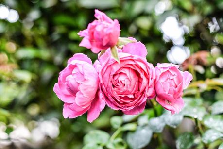 GIARDINO ROMANTICO : PIANTE E FIORI PROFUMATI