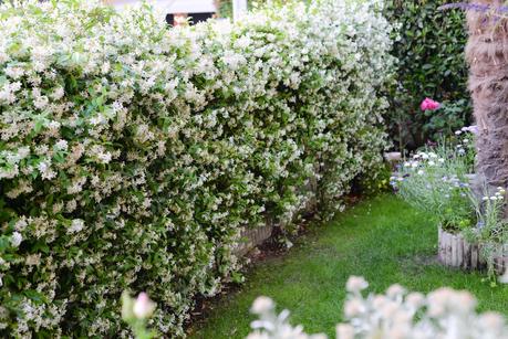 GIARDINO ROMANTICO : PIANTE E FIORI PROFUMATI