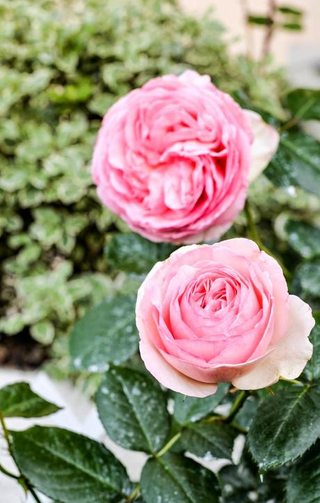 GIARDINO ROMANTICO : PIANTE E FIORI PROFUMATI