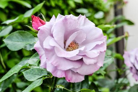 GIARDINO ROMANTICO : PIANTE E FIORI PROFUMATI