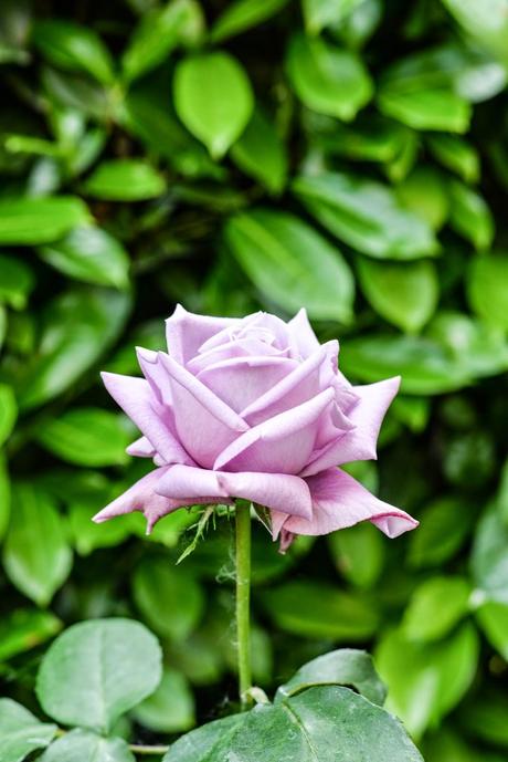 GIARDINO ROMANTICO : PIANTE E FIORI PROFUMATI