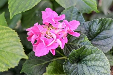 GIARDINO ROMANTICO : PIANTE E FIORI PROFUMATI