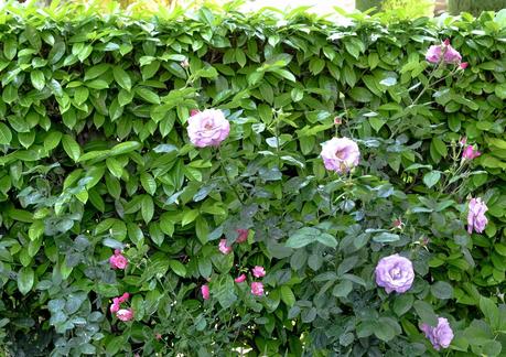 GIARDINO ROMANTICO : PIANTE E FIORI PROFUMATI