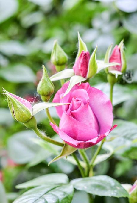 GIARDINO ROMANTICO : PIANTE E FIORI PROFUMATI