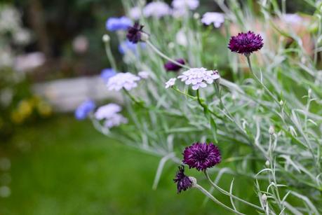 GIARDINO ROMANTICO : PIANTE E FIORI PROFUMATI