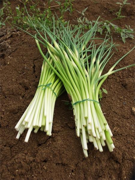 Zuppetta fredda di asparagi bianchi di Cantello, con gamberi al Calvados, tallì d’aglio, bacche di pepe rosa e germogli di pisello